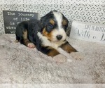 Small Photo #24 Bernedoodle Puppy For Sale in COLORADO SPRINGS, CO, USA