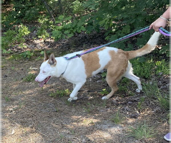 Medium Photo #9 Huskies -Unknown Mix Puppy For Sale in Chester, NJ, USA