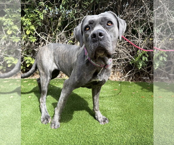 Medium Photo #2 Mutt Puppy For Sale in Goodyear, AZ, USA