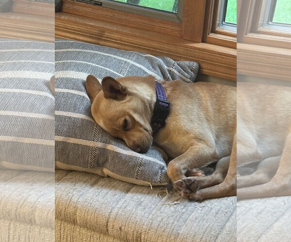 Medium Photo #5 Shiba Inu-Unknown Mix Puppy For Sale in Brooklyn Center, MN, USA