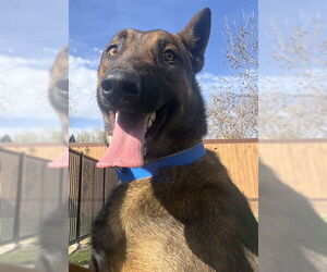 Mutt Dogs for adoption in Riverside, CA, USA