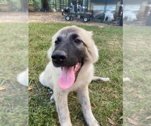 Anatolian Shepherd-Great Pyrenees Mix Dogs for adoption in Attalka, AL, USA