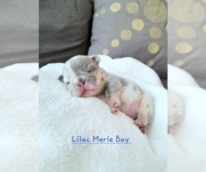 French Bulldog Puppy for sale in LAS VEGAS, NV, USA