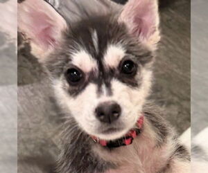 Siberian Husky-Unknown Mix Dogs for adoption in Fargo, ND, USA