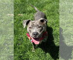 Small #7 American Pit Bull Terrier-American Staffordshire Terrier Mix
