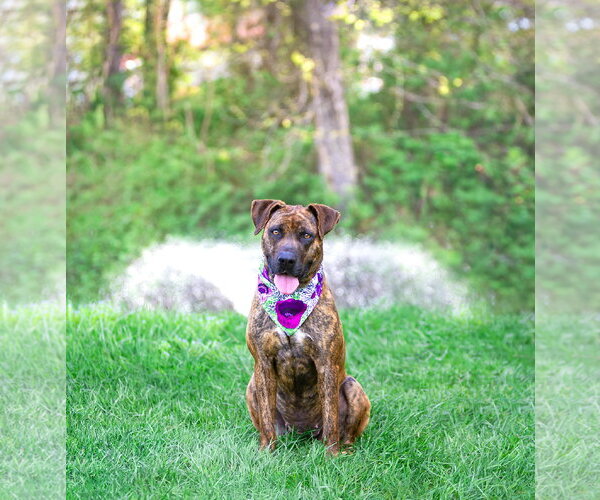 Medium Photo #3 Mountain Cur-Unknown Mix Puppy For Sale in Unionville, PA, USA