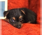 Puppy Eclair Yorkshire Terrier