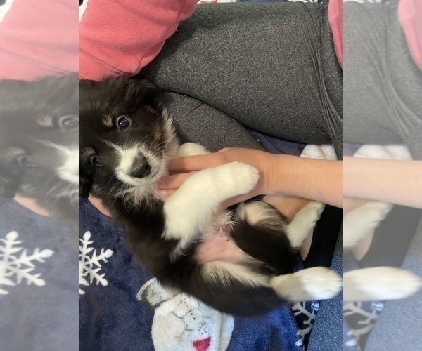 Medium Photo #5 Border Collie Puppy For Sale in JACKSONVILLE, NC, USA