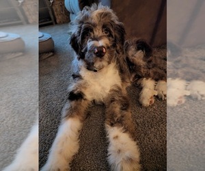Aussiedoodle Puppy for sale in MOUNT PLEASANT, MI, USA