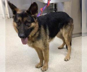 German Shepherd Dog Dogs for adoption in Riverside, CA, USA