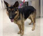 Small German Shepherd Dog