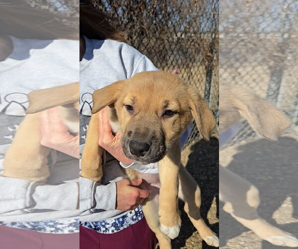 Medium Photo #1 Mutt Puppy For Sale in Estherville, IA, USA