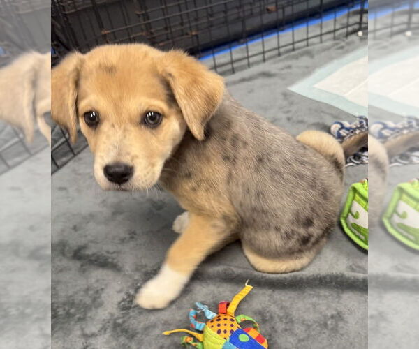 Medium Photo #7 Australian Shepherd-Unknown Mix Puppy For Sale in OKLAHOMA CITY, OK, USA