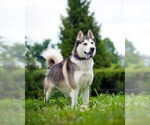 Small #1 Siberian Husky