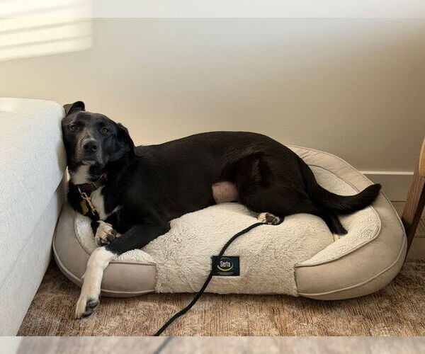 Medium Photo #3 Labrador Retriever-Unknown Mix Puppy For Sale in Sandy, UT, USA