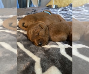 Goldendoodle Puppy for sale in N HIGHLANDS, CA, USA