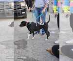 Small #2 Mutt