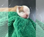 Small Photo #7 Boston Terrier Puppy For Sale in TULARE, CA, USA