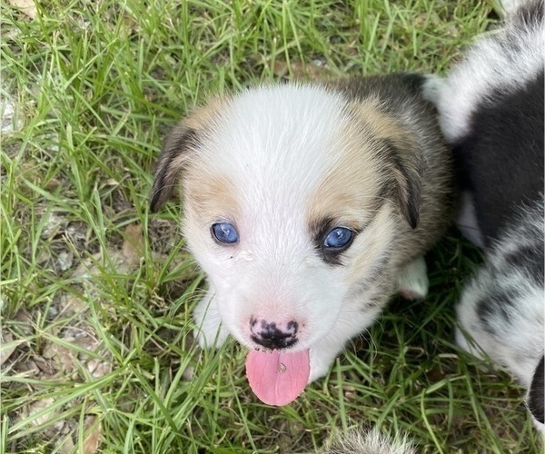 Medium Photo #2 Pembroke Welsh Corgi Puppy For Sale in BRANDON, FL, USA