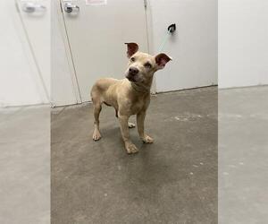 Mutt Dogs for adoption in Rosenberg, TX, USA