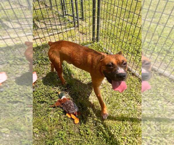 Medium Photo #4 Mutt Puppy For Sale in Abbeville, LA, USA