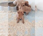 Small Photo #5 Golden Retriever Puppy For Sale in VERMONTVILLE, MI, USA