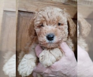 Goldendoodle (Miniature) Puppy for Sale in NORTH LIBERTY, Indiana USA