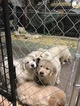 Small Photo #14 Golden Retriever Puppy For Sale in RAMONA, CA, USA