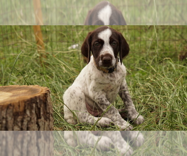 Medium Photo #2 German Shorthaired Pointer-German Wirehaired Pointer Mix Puppy For Sale in FREDERICKSBURG, TX, USA