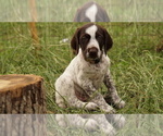 Small #1 German Shorthaired Pointer-German Wirehaired Pointer Mix