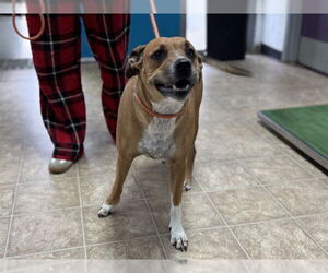 American Staffordshire Terrier-Unknown Mix Dogs for adoption in Raleigh, NC, USA