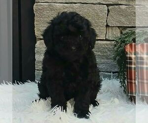 Poodle (Miniature) Puppy for sale in GORDONVILLE, PA, USA