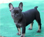 Small Photo #38 French Bulldog Puppy For Sale in WINNSBORO, TX, USA