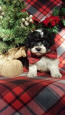 Poodle (Toy) Puppy for sale in EDEN, PA, USA