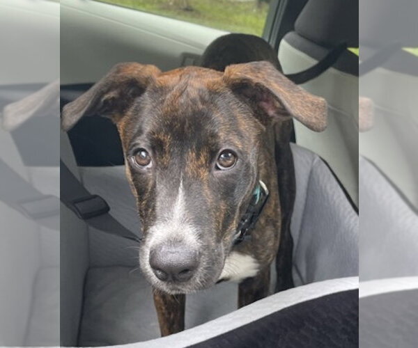 Medium Photo #1 Plott Hound Puppy For Sale in Cary, NC, USA