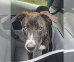 Small Plott Hound