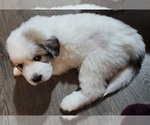 Small Photo #5 Great Pyrenees Puppy For Sale in LAS VEGAS, NV, USA
