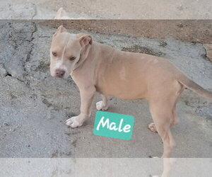 Sugar Gang - Female American Pit Bull Terrier Dog for Adoption - Photo #2