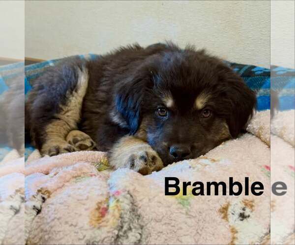 Medium Photo #1 Mutt Puppy For Sale in Cave Creek, AZ, USA