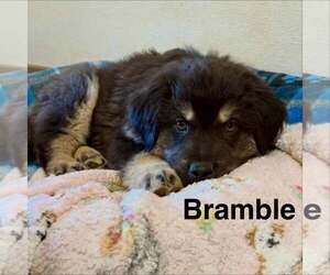 Mutt Dogs for adoption in Cave Creek, AZ, USA