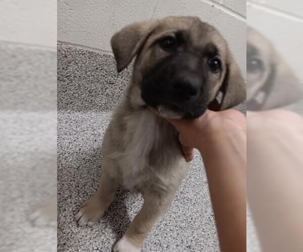 Medium Photo #2 German Shepherd Dog-Redbone Coonhound Mix Puppy For Sale in Houston, TX, USA