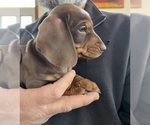 Puppy Puppy 1 Dachshund