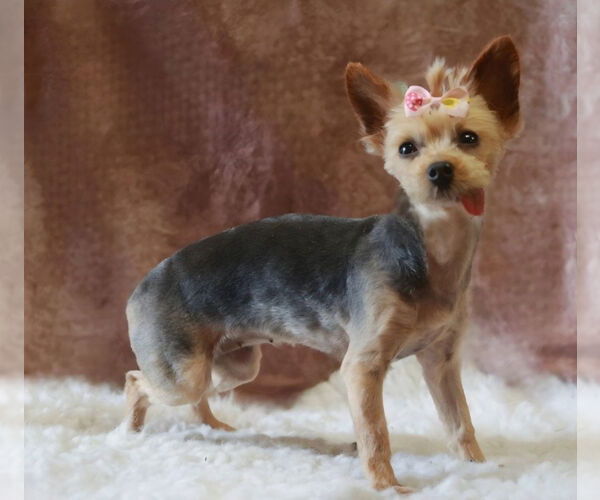 Medium Photo #3 Mutt Puppy For Sale in Pittsburg, CA, USA