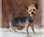 Small #2 Mutt