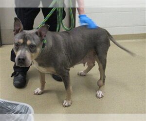 American Pit Bull Terrier-Unknown Mix Dogs for adoption in Derwood, MD, USA