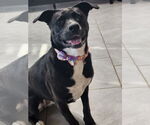 Small #8 American Staffordshire Terrier Mix