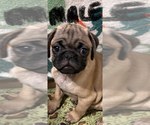 Small #3 Pug