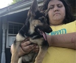 Small Photo #3 German Shepherd Dog Puppy For Sale in WEBB CITY, MO, USA