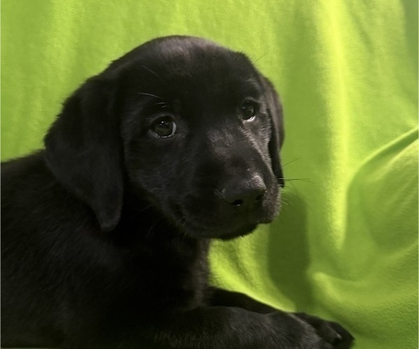 Medium Photo #5 Labrador Retriever Puppy For Sale in SPOTSYLVANIA, VA, USA
