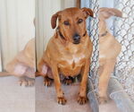 Small #3 Coonhound-Plott Hound Mix